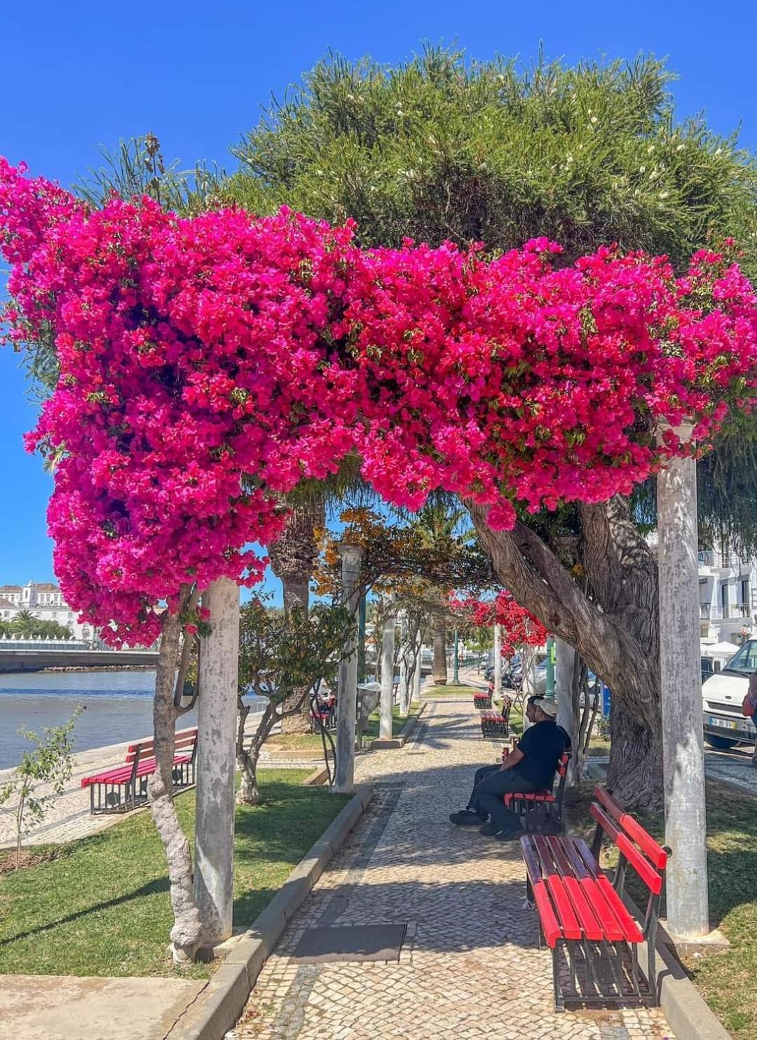 Tavira Garden Oasis Apartment Bagian luar foto